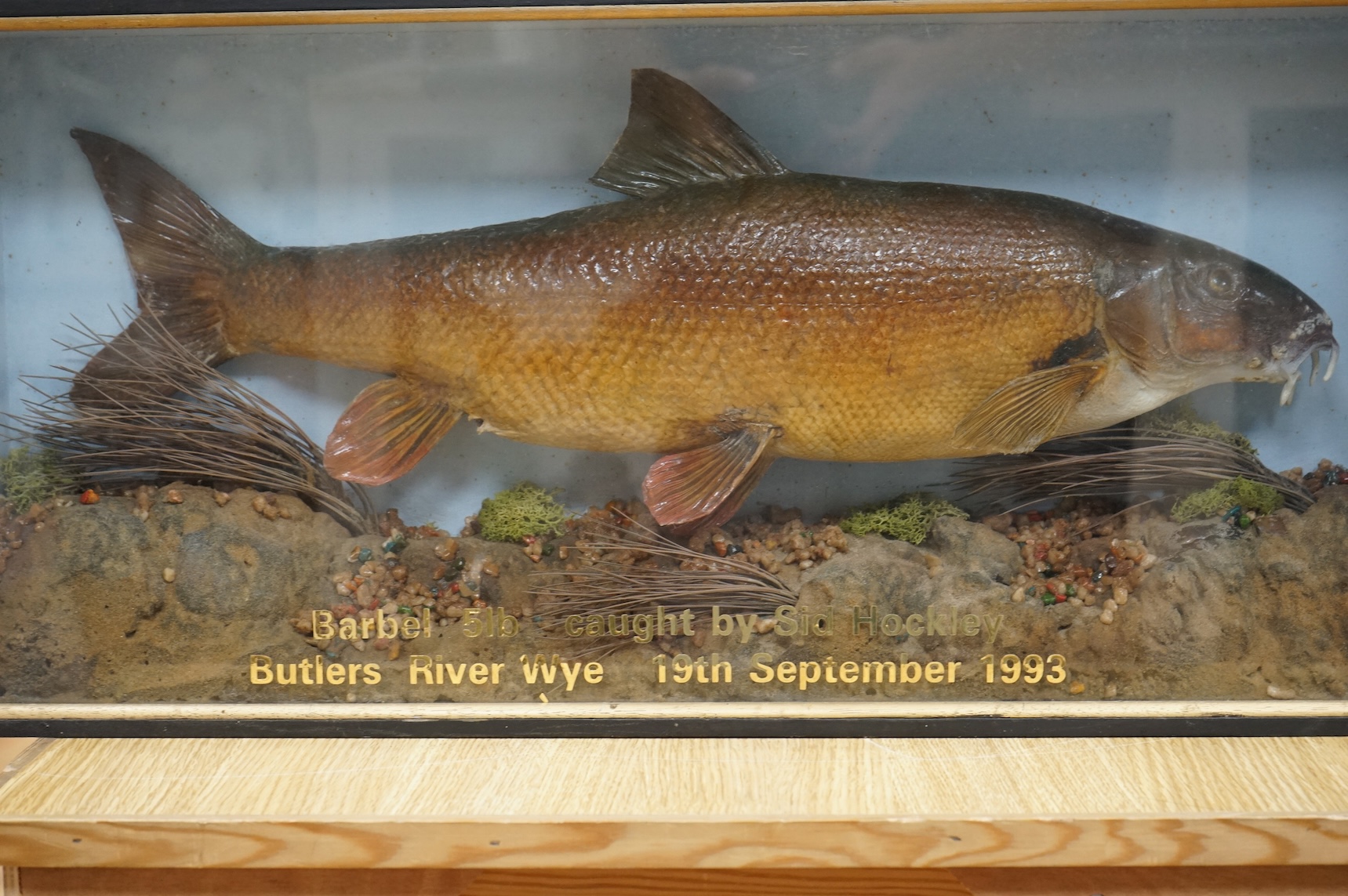 A late 20th century taxidermy barbel fish in case, attribution in applied gold coloured letters reading; ‘Barbel 5lb caught by Sid Hockley, Butlers River Wye, 19th September 1993’, dimensions; 71cm wide, 34cm high, 13cm